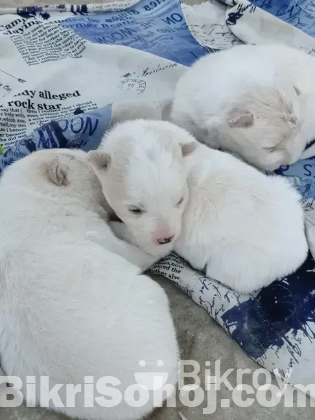 জার্মানি স্পিচের বাচ্চা